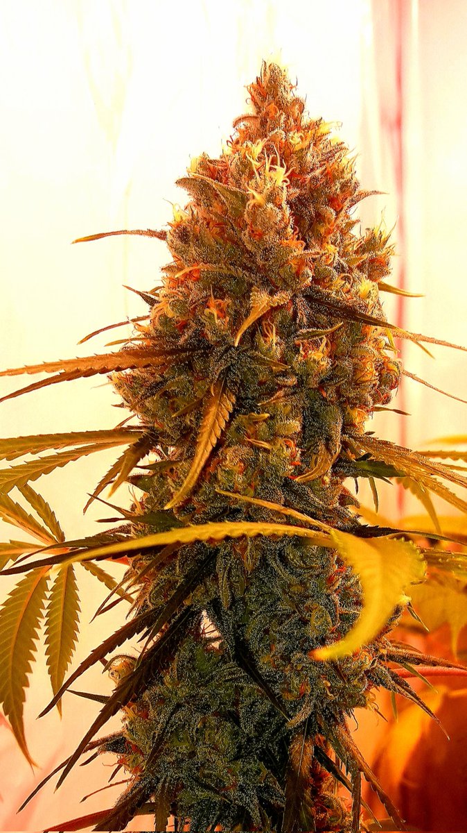 AdrycManellson's tweet photo. Weed Tarde casi Verde Mundo, con unas #Fantasías sobre #HellFireOg de @Kannabia_Samen en #AdrycsCove bajo #PureLedQ240Wts #PureTent #RefBlanca @ThePureFactory_ #Sust #CocoAllMix @ProXL_Spain powered todo by @DPlantasur,
Mi Hada y toda la #Crew Os Deseamos sea todo Feliz..🧚♂️😎 https://t.co/JEbDgh1e2P
