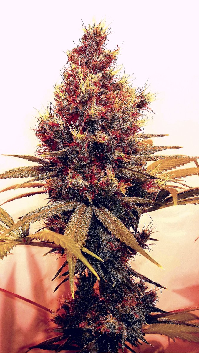 AdrycManellson's tweet photo. Weed Tarde casi Verde Mundo, con unas #Fantasías sobre #HellFireOg de @Kannabia_Samen en #AdrycsCove bajo #PureLedQ240Wts #PureTent #RefBlanca @ThePureFactory_ #Sust #CocoAllMix @ProXL_Spain powered todo by @DPlantasur,
Mi Hada y toda la #Crew Os Deseamos sea todo Feliz..🧚♂️😎 https://t.co/JEbDgh1e2P