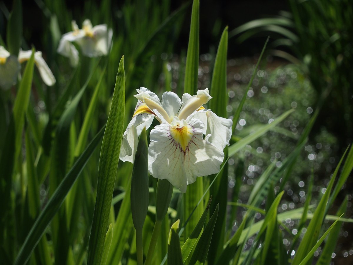 dan_dan's tweet photo. 花しょうぶ、見てきた。そして、最近のお気に入りクリームあんみつ #薬師池公園 https://t.co/RbzBu0ntfw