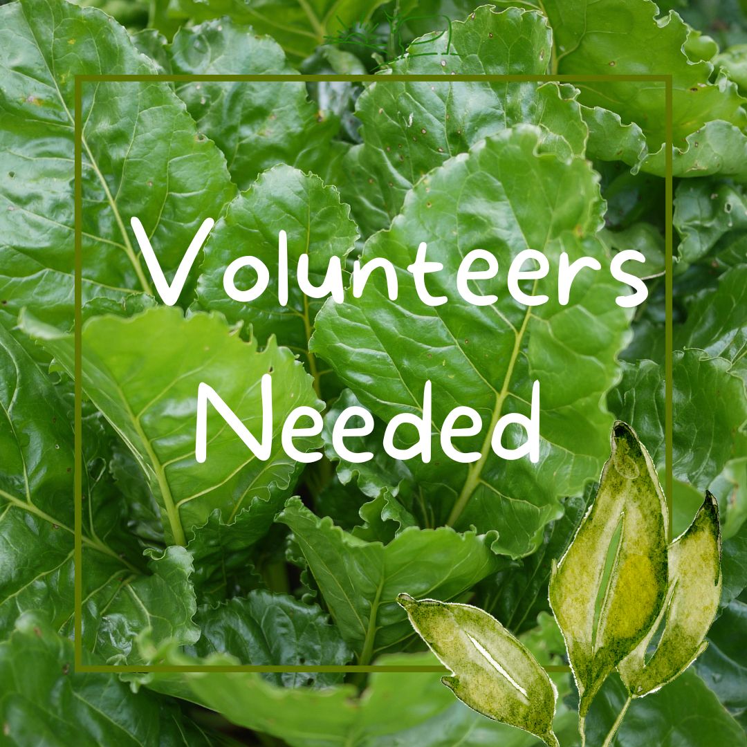 ** Volunteers for Tablehurst Farm*** the growers are putting out an urgent call for some volunteers to help out. They are a bit behind due to all the wet weather and need some extra hands. If you can help - we need people 9am Thursday - TOMORROW. Call Franscesca on 07704585321