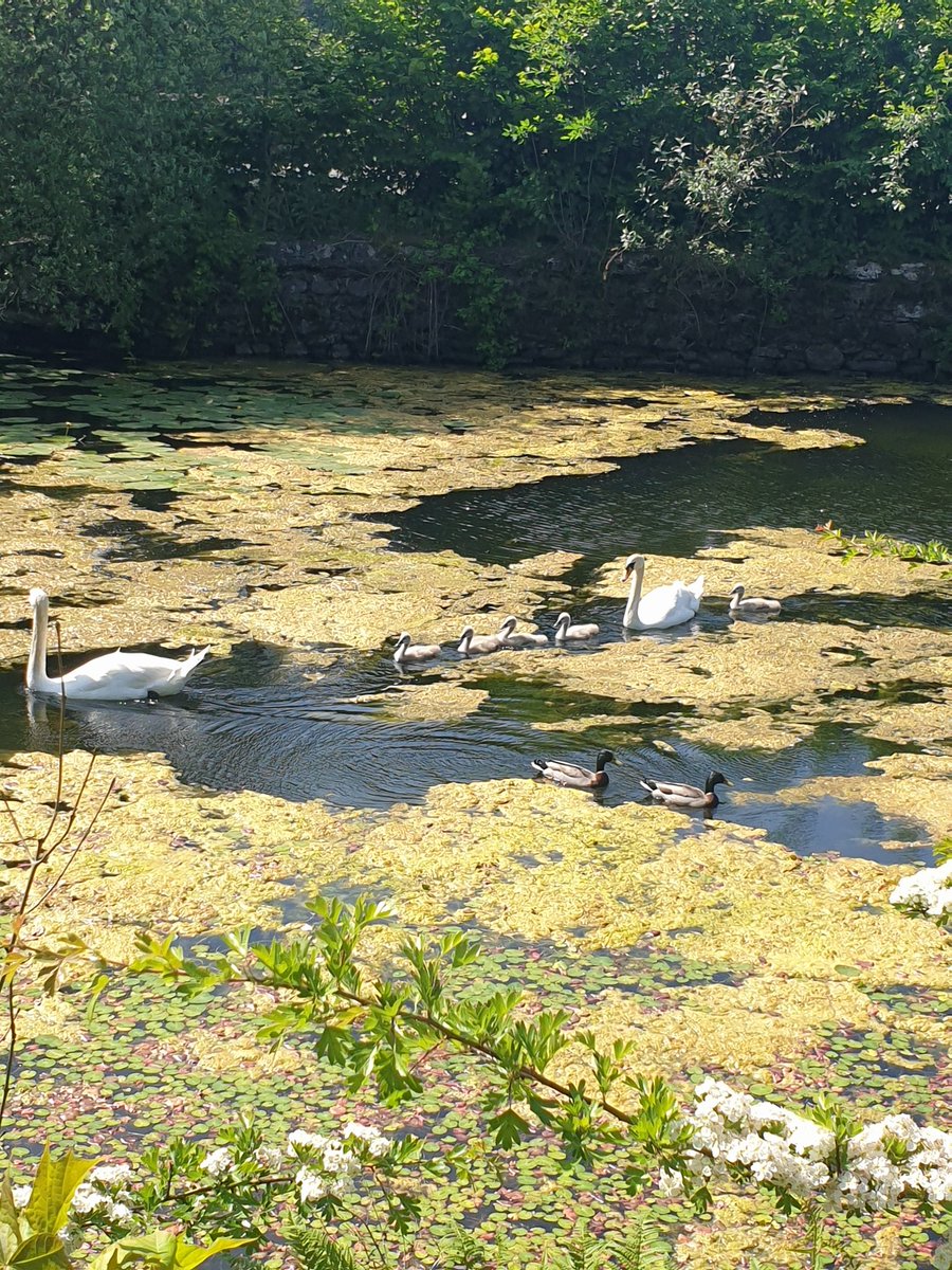 @PaulWiggins1969 @Gaydog221170 #Swanwatch