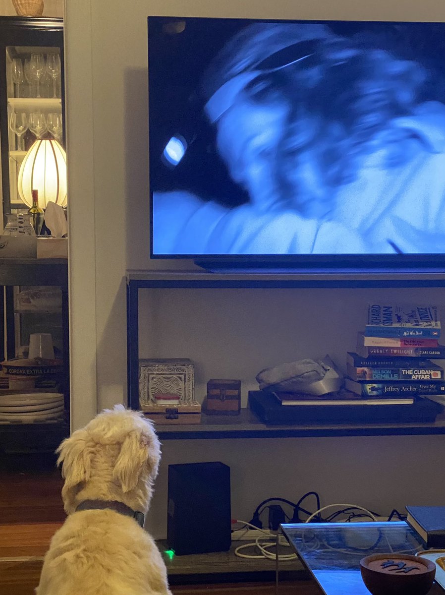 My dog v concerned with how #aloneaustralia is progressing