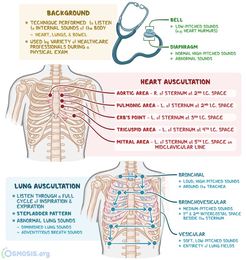 🫀Auscultation

#MedEd #MedTwitter #medicine #CardioTwitter #Cardiology #CardioEd #cardiovascular <a href="/TA_pharmacy/">Science ✨</a>