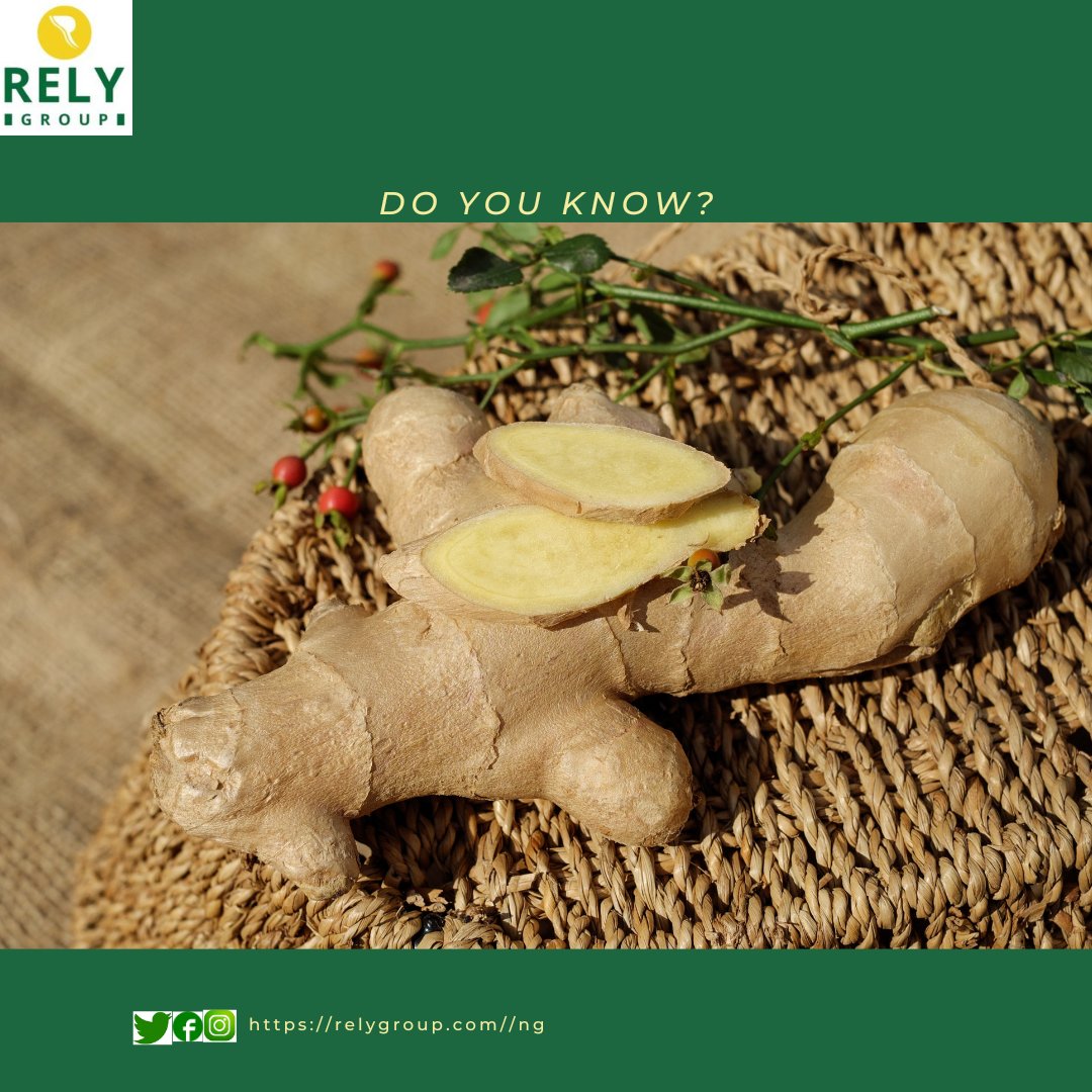 Ginger is not a root, actually it is a rhizome rhizome, also called creeping rootstalk, horizontal underground plant stem capable of producing the shoot and root systems of a new plant.
@Gidi_Traffic 
#opay 
#British 
#adunniade 
#Neymar 
#InfinixNote30Launch 
#Nigeria