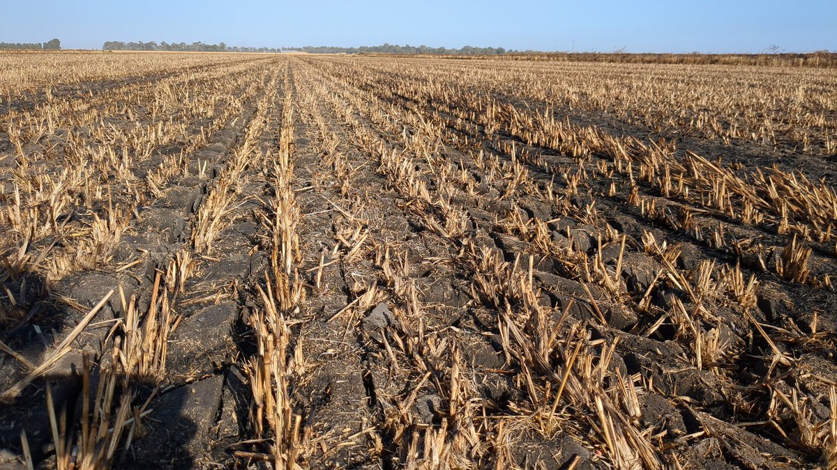 PorcileVirginia's tweet photo. #coolsoilsinitiative
Great morning to kick off another soil sampling round on behalf of @IRECNSW Riverina growers.

Adding up another season of data from #softwheat and #maize growers to work on #soilcarbon and #gheemissions from #irrigatedcropping 🌽🌾 https://t.co/RO4eic7sHe