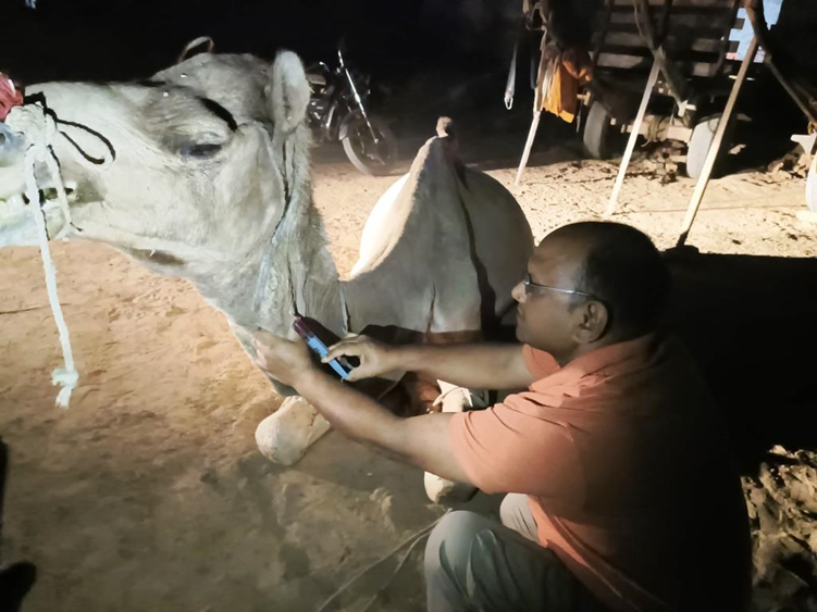 In April, the #vet team from the Camel Rescue Centre in #India provided emergency, night-time help for a camel with severe colic. He had not passed faeces for 3 days & was in terrible pain. After receiving proper medical care, the #camel showed signs of relief. 

#animalaidabroad
