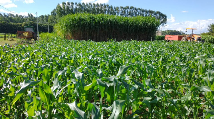 #AgroBrasília2023 l Recuperação de pastagem com o plantio consorciado de milho verde pode ser opção rentável ao produtor

Saiba mais aqui: bit.ly/3BSpAPP