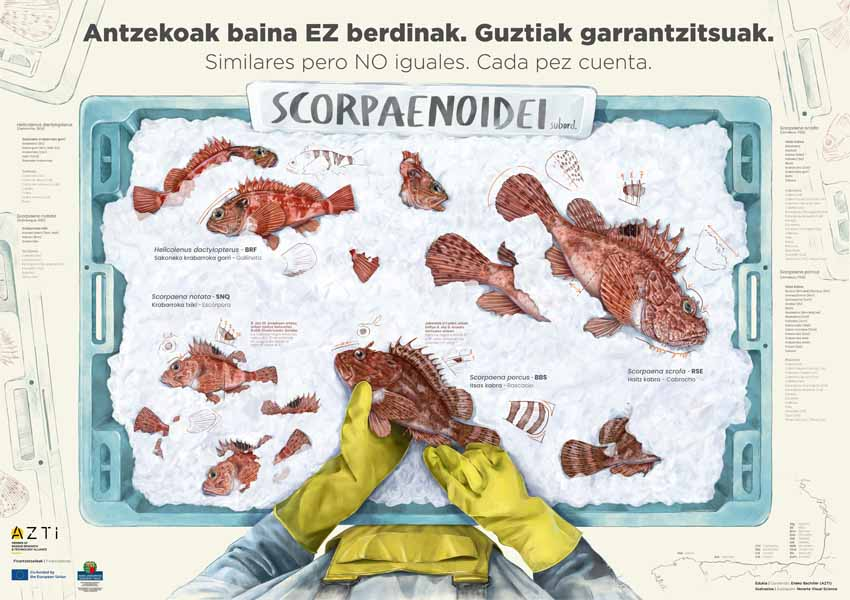 naiara_re's tweet photo. 👀 Check out these amazing inphographics done by @NorArte_Vis_Sci in collaboration with @azti_brta colleagues! These visuals will certainly aid in species identification and contribute to obtaining better data quality for stock assessment 🐟📊 https://t.co/IXi7IrQ9ct