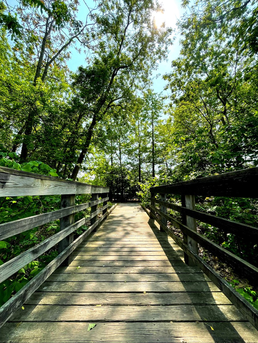 LadyJaneBooks1's tweet photo. Perfect day 💚 #nature #naturephotography #walk #trees #bridge #morning #goodmorning https://t.co/WW5Fu5BH6d