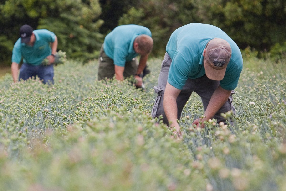 We are now picking the very first of our summer crop of scented pinks. Scented pinks are a dianthus, like carnations. You can find out all about how we grow them here: scillyflowers.co.uk/about-us/growi…
#scentedpinks #scillyflowers #ecofriendlygifts #homegrownflowers
