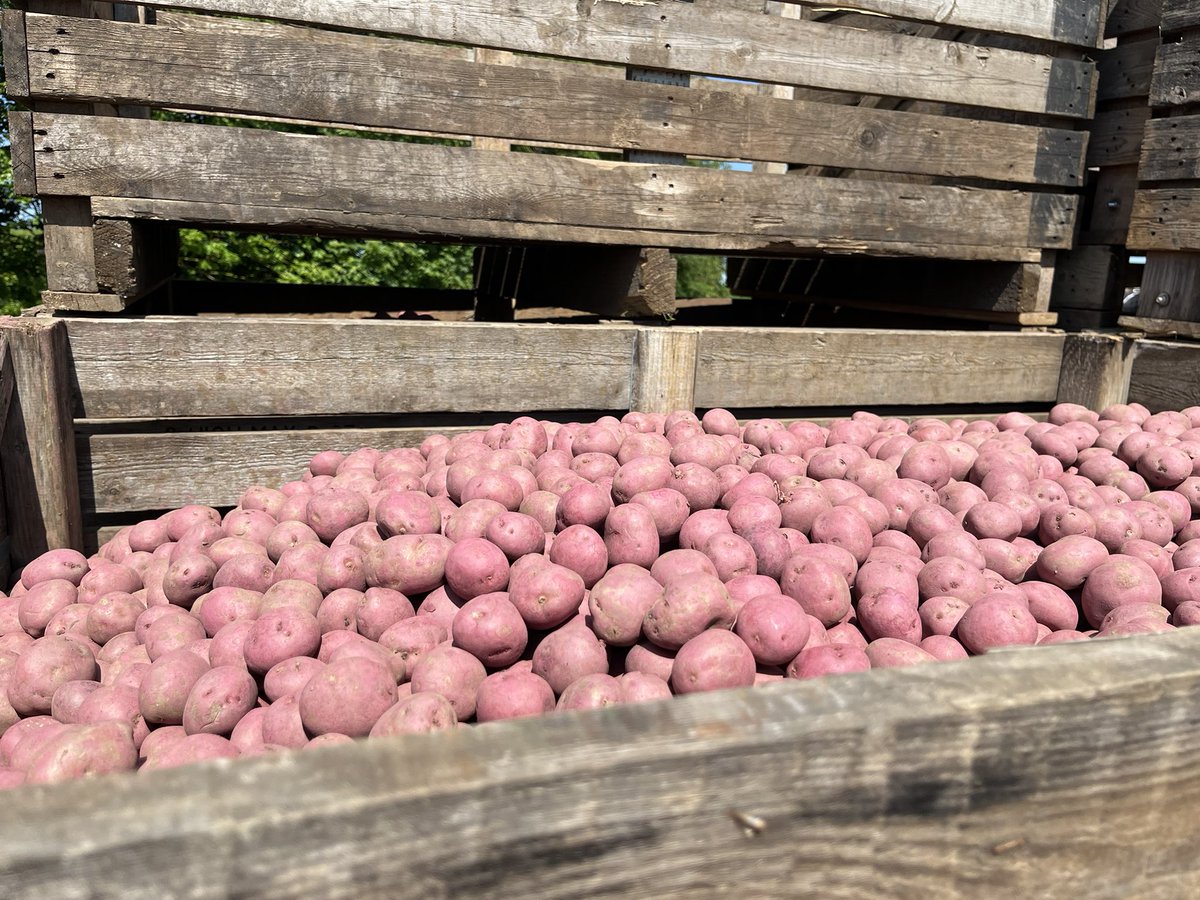 1.75t Camel seed available (near Lincoln) - maxim dressed, good condition. Please share &amp; retweet, or get in touch if you’re interested. 🥔🥔🐫