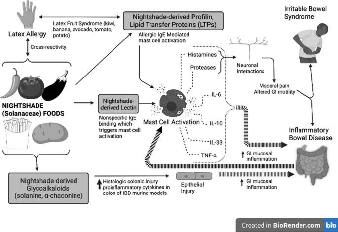 Lori Plung (@loriplung) on Twitter photo Nightshade Veggies can be a contributing factor to why some of us with #IBD & #IBS are struggling.
Shout out to this amazing group for their publication!
<a href="/BinionMd/">David Binion MD</a> <a href="/LevinthalDavid/">David J. Levinthal, MD, PhD</a> <a href="/AmirGhaffariMD/">Amir Ghaffari</a> <a href="/TanselMD/">Aylin Tansel, MD, MPH</a> #RebeccaKuang #ClaudiaRamosdelAquiladeRivers
link.springer.com/article/10.100… Nightshade Veggies can be a contributing factor to why some of us with #IBD & #IBS are struggling.
Shout out to this amazing group for their publication!
<a href="/BinionMd/">David Binion MD</a> <a href="/LevinthalDavid/">David J. Levinthal, MD, PhD</a> <a href="/AmirGhaffariMD/">Amir Ghaffari</a> <a href="/TanselMD/">Aylin Tansel, MD, MPH</a> #RebeccaKuang #ClaudiaRamosdelAquiladeRivers
link.springer.com/article/10.100…