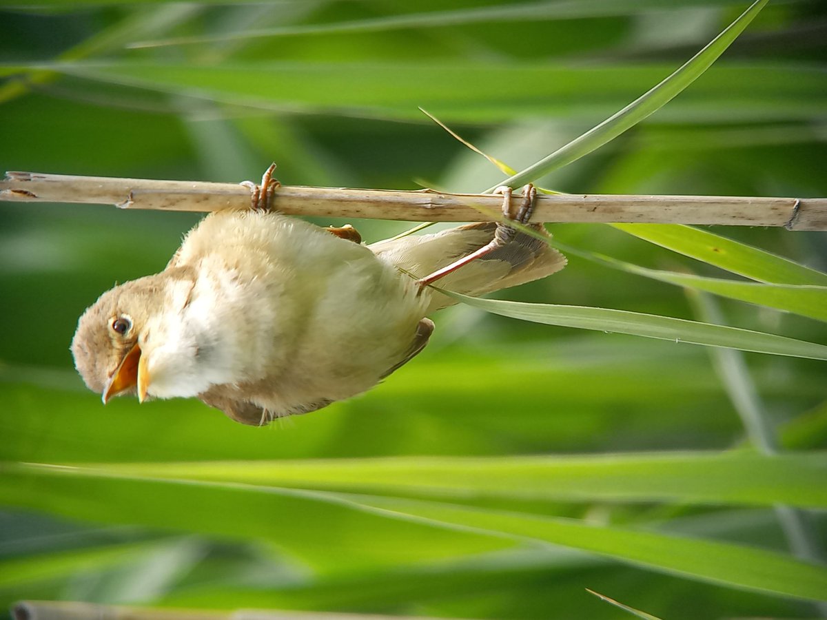 MATPEAK's tweet image. Reed Warbler singing away at RSPB #Marshside @RSPB_Ribble