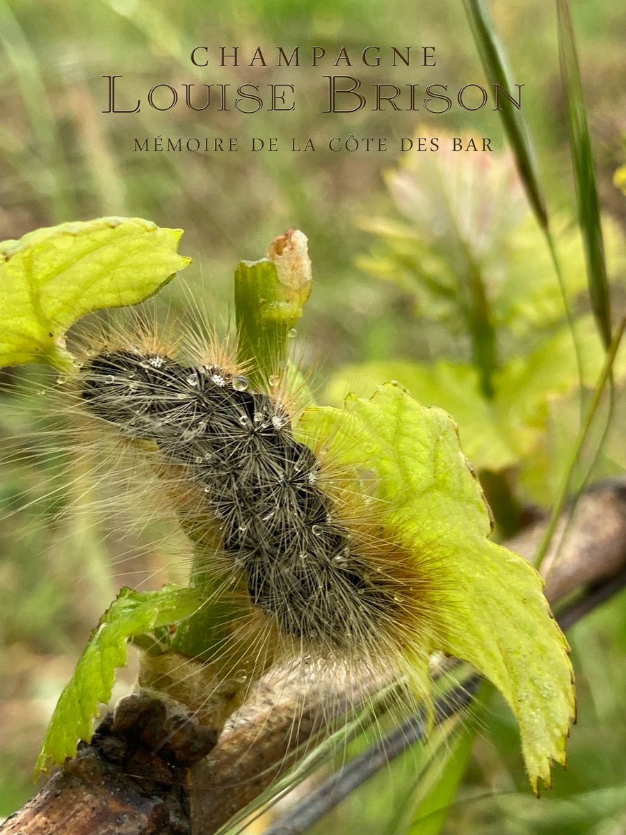 CHAMPAGNE LOUISE BRISON tweet media