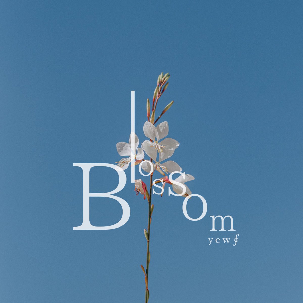 【New Release】
yew∮ (ユー）New Digital Single
「Blossom」2023.5.25 release !!

配信サイト→
big-up.style/KBJH4Ubcu6
ぜひ！チェックしてみて下さい。

#newrelease #chill #alternativepop #dtm #cubase