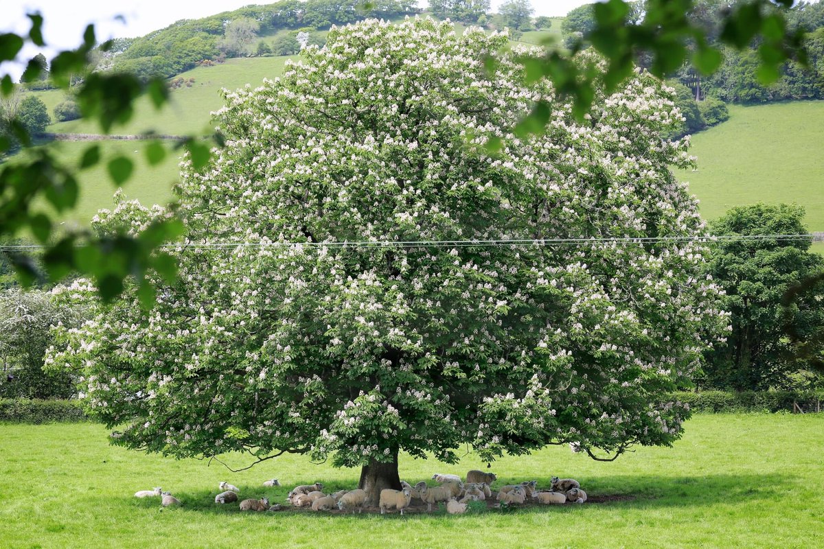 Pleidlais da byw dros goed / Livestock vote for trees.

Support #OurTenAsks for Trees on Farms 👉 campaigns.woodlandtrust.org.uk/page/124423/ac…

@CoedCadw