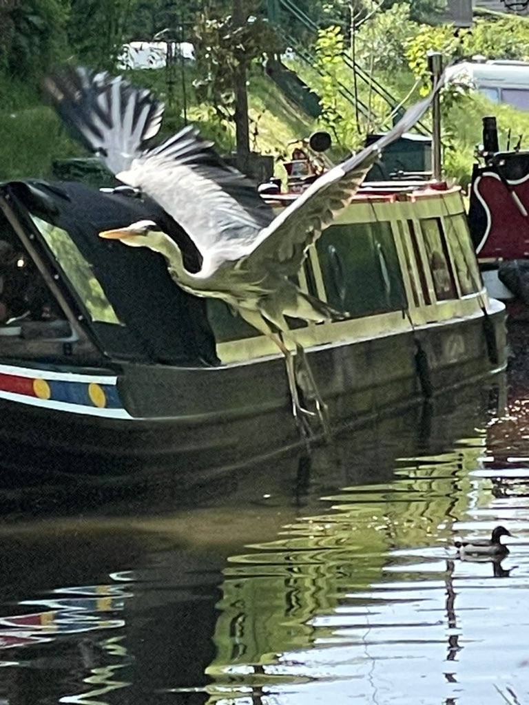 In flight #canal #boatsthattweet #heron #Llangollencanal