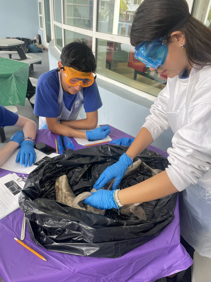 MBNMSSharks (@nms_sharks) on Twitter photo Biology students doing a dogfish dissection 🦈🥼🔬 <a href="/MDCPS/">Miami-Dade Schools</a> <a href="/MDCPSNorth/">M-DCPS North Region</a> <a href="/luciabaezgeller/">Lucia Báez-Geller</a> <a href="/SuptDotres/">Jose L. Dotres, Ed.D.</a> <a href="/1pamtaylor/">Pamela Taylor</a> Biology students doing a dogfish dissection 🦈🥼🔬 <a href="/MDCPS/">Miami-Dade Schools</a> <a href="/MDCPSNorth/">M-DCPS North Region</a> <a href="/luciabaezgeller/">Lucia Báez-Geller</a> <a href="/SuptDotres/">Jose L. Dotres, Ed.D.</a> <a href="/1pamtaylor/">Pamela Taylor</a>