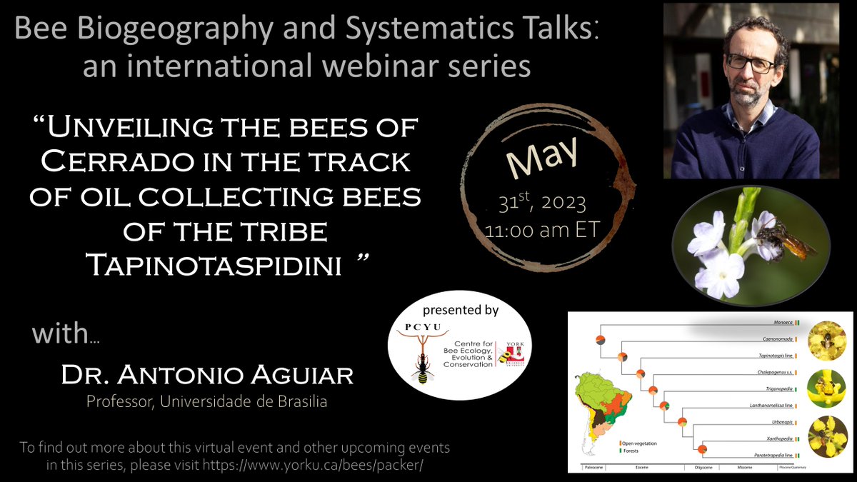 BeesYork's tweet photo. Join us this time next Wednesday 31st to listen to @ajcaguiar speak about "Unveiling the bees of Cerrado in the track of oil collecting bees of the tribe Tapinotaspidini". Register for the Zoom link for this &amp; other upcoming talks in our #BeeBST series: https://t.co/287SEMotAZ. https://t.co/evuvH58NOh