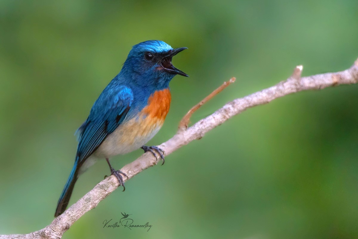Blue Throated blue flycatcher, India.

#IndiAves #birds #BBCWildlifePOTD #birdwatching #NaturePhotography 
 
@WildlifeMag

@NatGeoIndia

@NatureIn_Focus

@WeNaturalists

@birdsoftheworld

 #birdphotography 
#birding
 #NatureBeauty
 #beautiful
#Canon