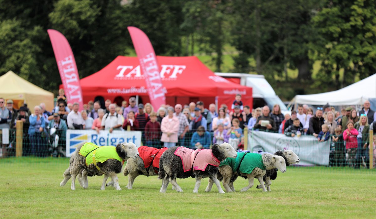 1/5 Discover the main ring entertainment for 2023
We are delighted to be welcoming:

- The Lamb National, back by popular demand 

We hope you will join us for a great family day out. Save 15% on tickets before the end of June - find out more at gallowaycountryfair.co.uk