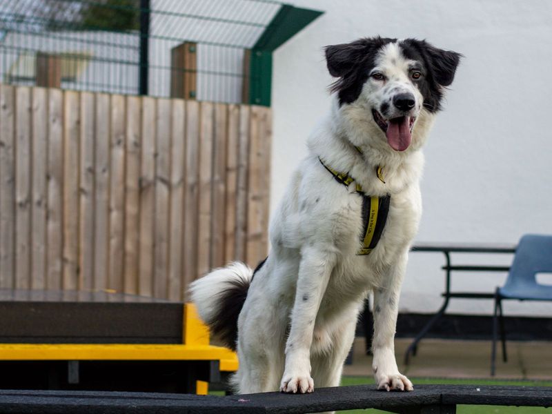 Please retweet to help Buddy find a home #WESTMIDLANDS #UK 

Large cheese loving crossbreed aged 1-2. He's looking for an active adult home to go on with training. 
He could live with another playful dog🐶

DETAILS or APPLY👇
dogstrust.org.uk/rehoming/dogs/…
#dogs #RescueDogs #pets