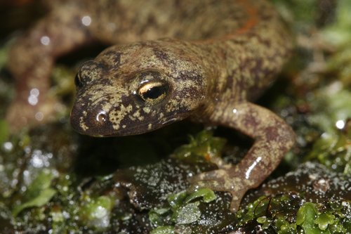 Salamander OTD: Corsican Brook Salamander