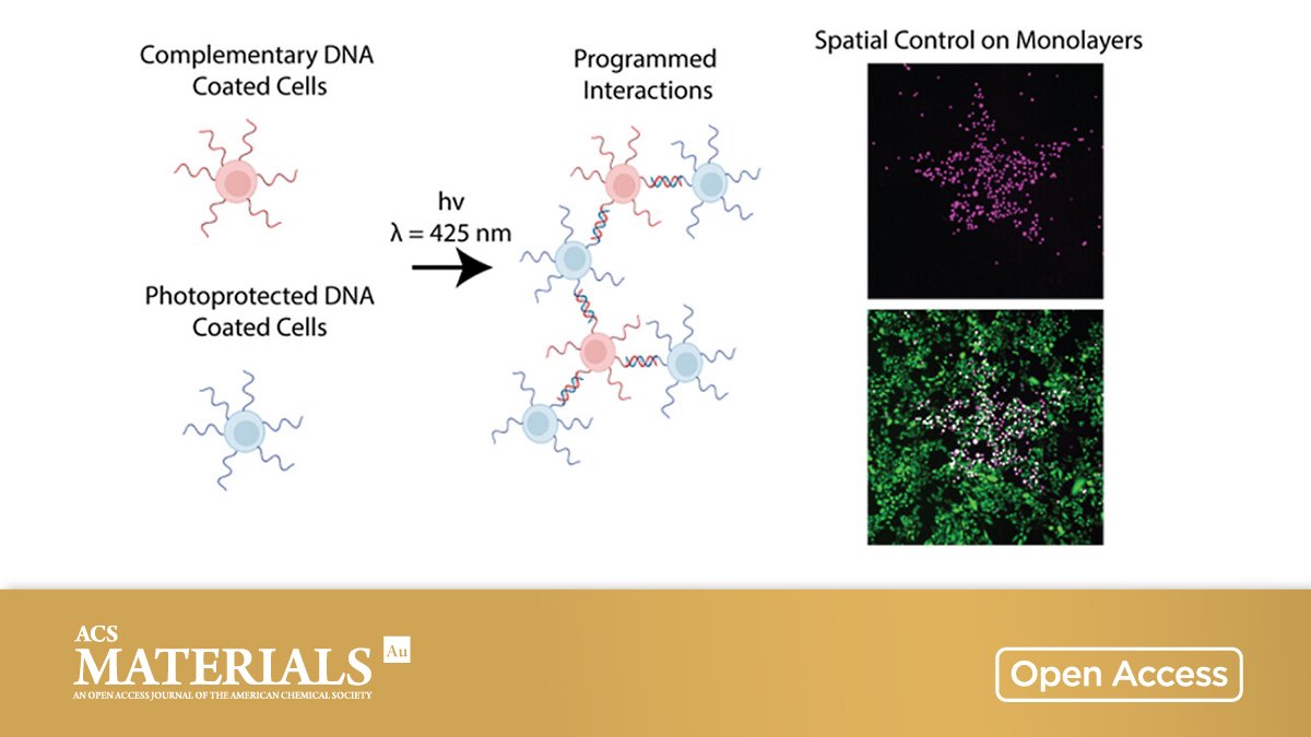 Chemistry of Materials (@chemmater) on Twitter photo Light-Controlled Cell-Cell Assembly Using Photocaged Oligonucleotides
By Brian Meckes et al <a href="/MeckesLab/">Brian Meckes</a> <a href="/UNTEngineering/">University of North Texas Engineering College</a>
🔓 Open access in ACS Materials Au 👉 go.acs.org/4Yc Light-Controlled Cell-Cell Assembly Using Photocaged Oligonucleotides
By Brian Meckes et al <a href="/MeckesLab/">Brian Meckes</a> <a href="/UNTEngineering/">University of North Texas Engineering College</a>
🔓 Open access in ACS Materials Au 👉 go.acs.org/4Yc