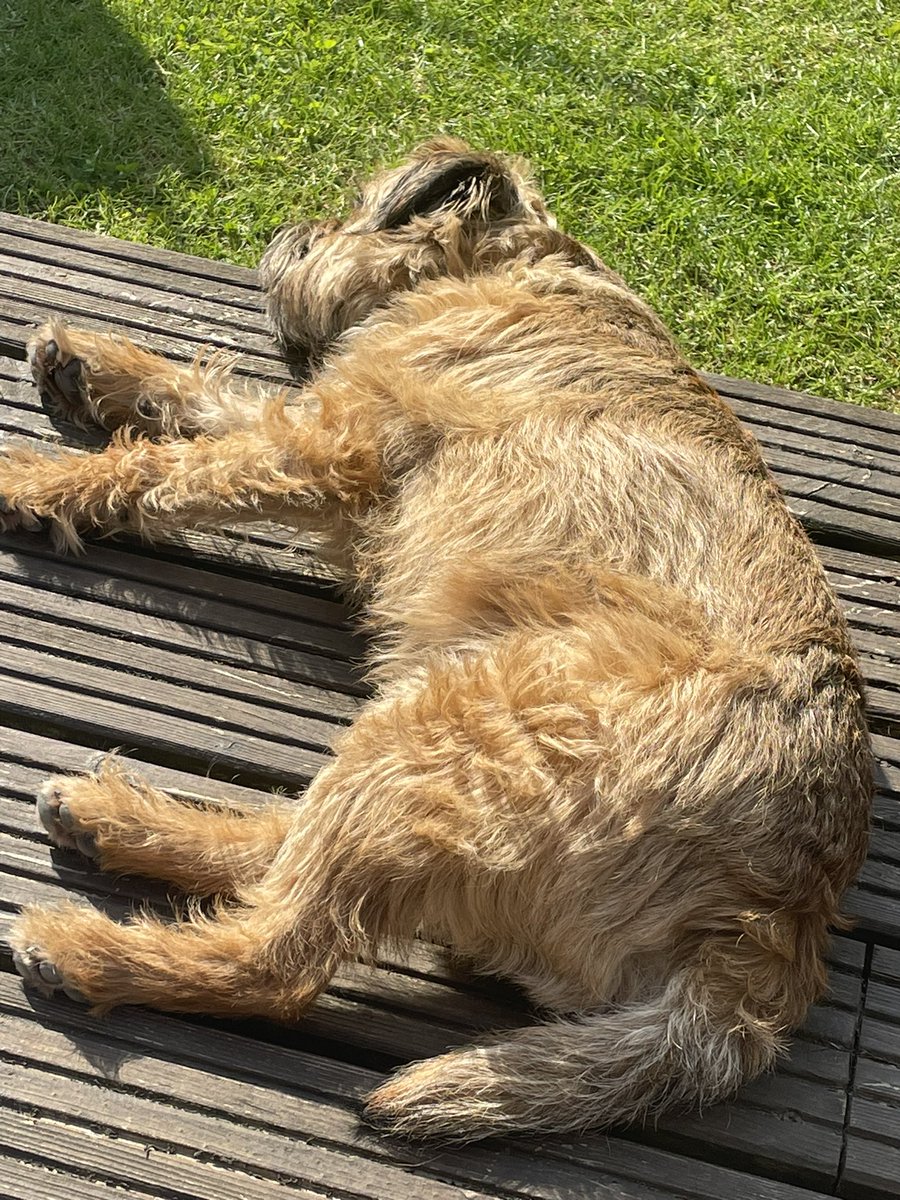 For sale. One fur rug. May contain dog…… #BTPosse