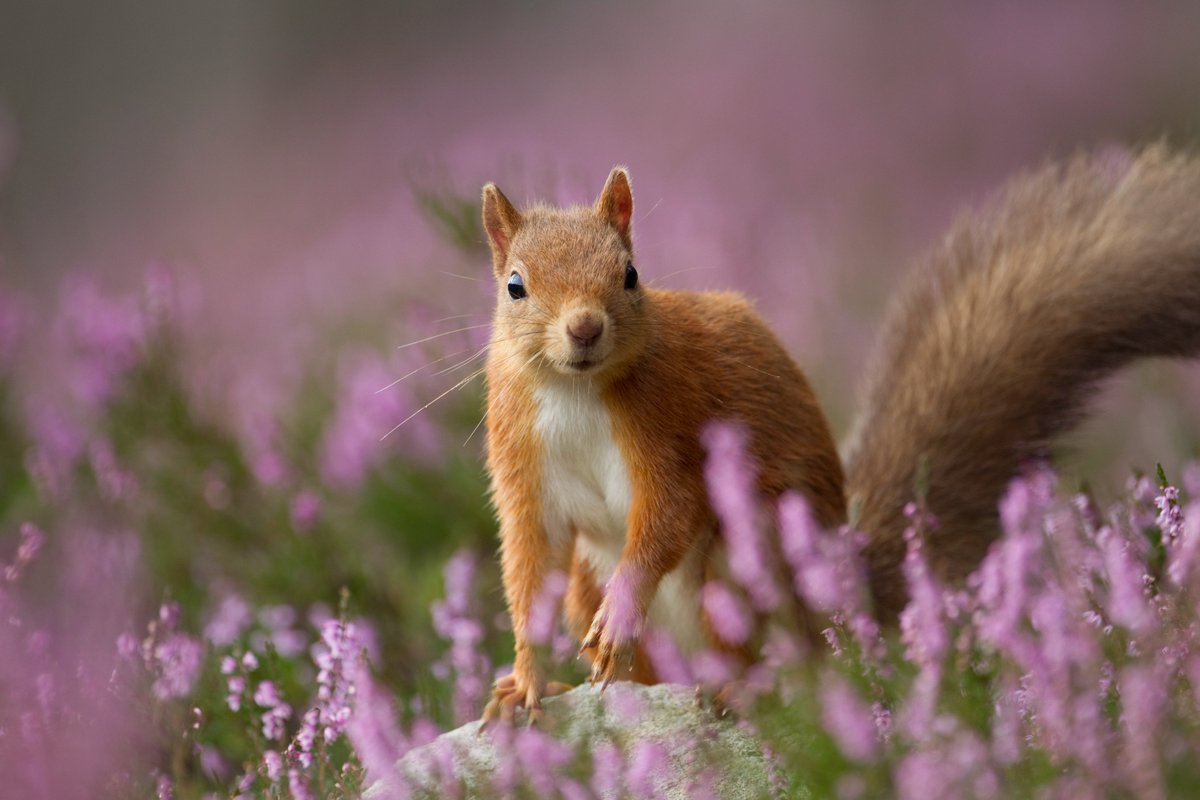 We have LOTS to tell you.

About nature, about what we're working on and about how you can help wildlife in Cumbria 🐿️🦔🌱🐝🦋🪲

Subscribe to our newsletter for monthly nature notes 👇
cumbriawildlifetrust.org.uk/about/newslett…

📷 Peter Cairns/2020VISION