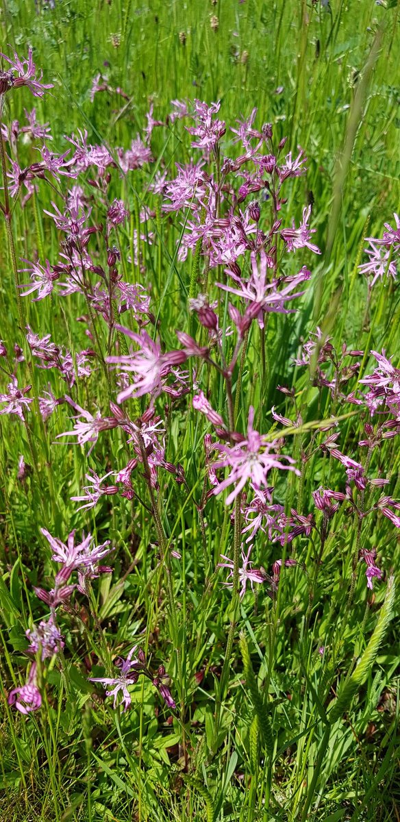 More #treasurehunt finds today on a very warm #litterpick; 2 coins & a pringles tube. 🙂  Unusually found a pair of 🧤 & today's #strangestfind was Wolverine's hand! #wildflowers are looking lovely at the moment, especially this Ragged Robin. @LitterReporting @KeepBritainTidy