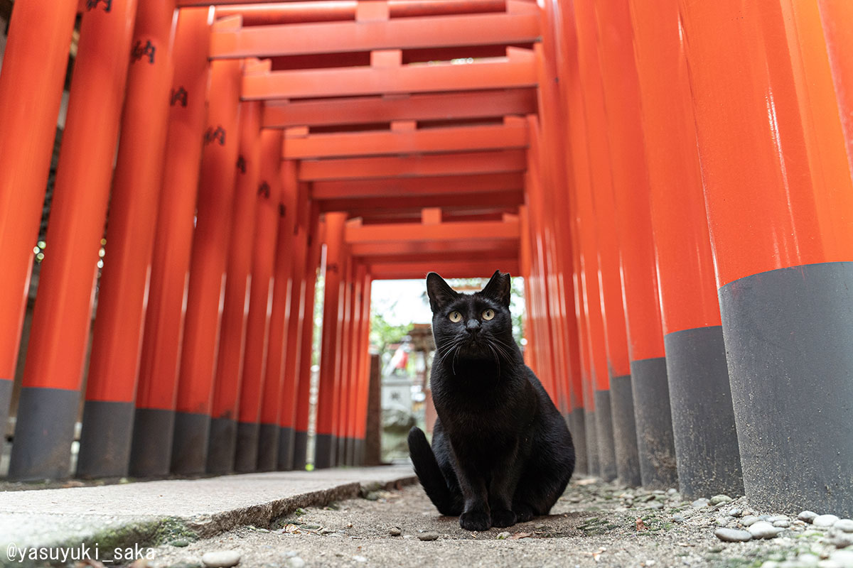 ねこ。