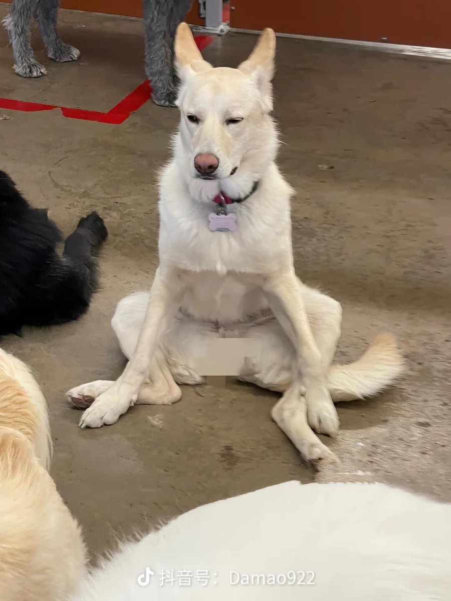 PetAsFriendUS's tweet photo. The way he sits is very different 😂😂😂 #dogsoftwitter #dogs https://t.co/JKjjPS6reL