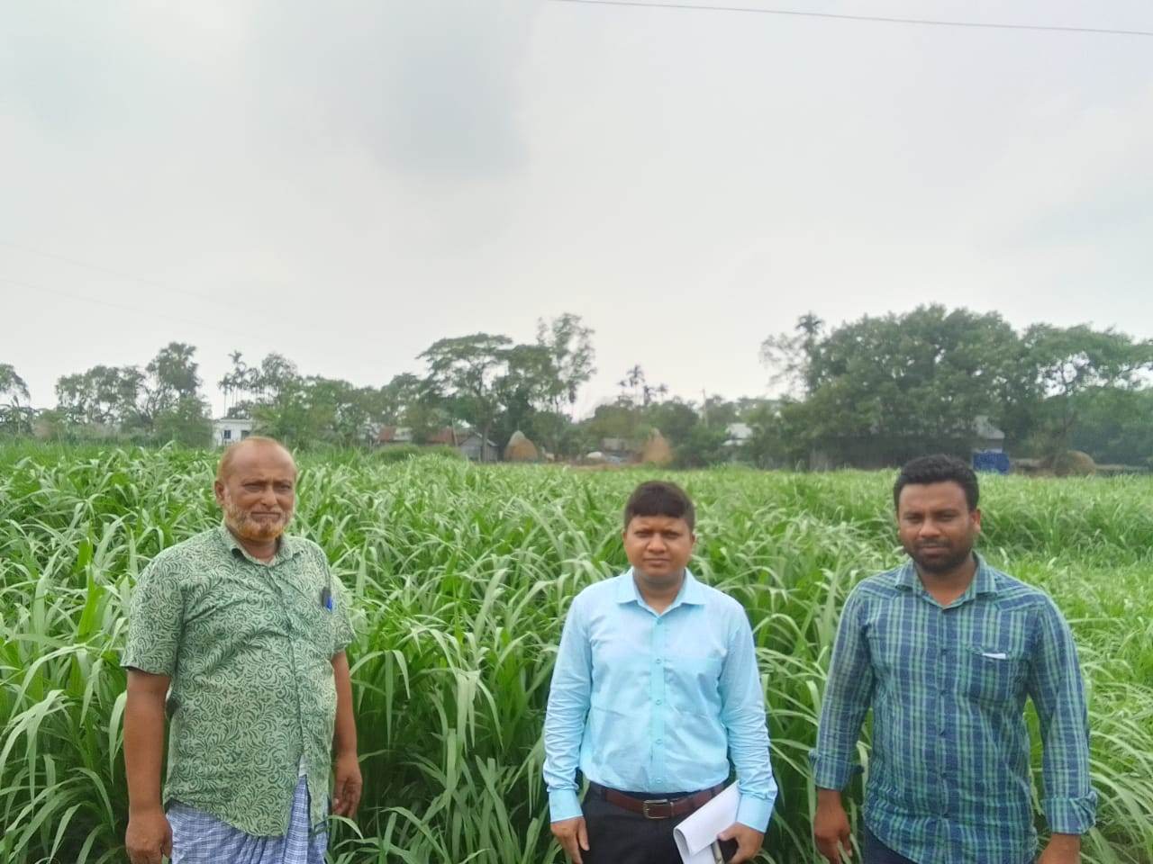 নেপিয়ার ঘাস চাষ করে স্বাবলম্বী হচ্ছে হোসেনপুরের চাষীরা