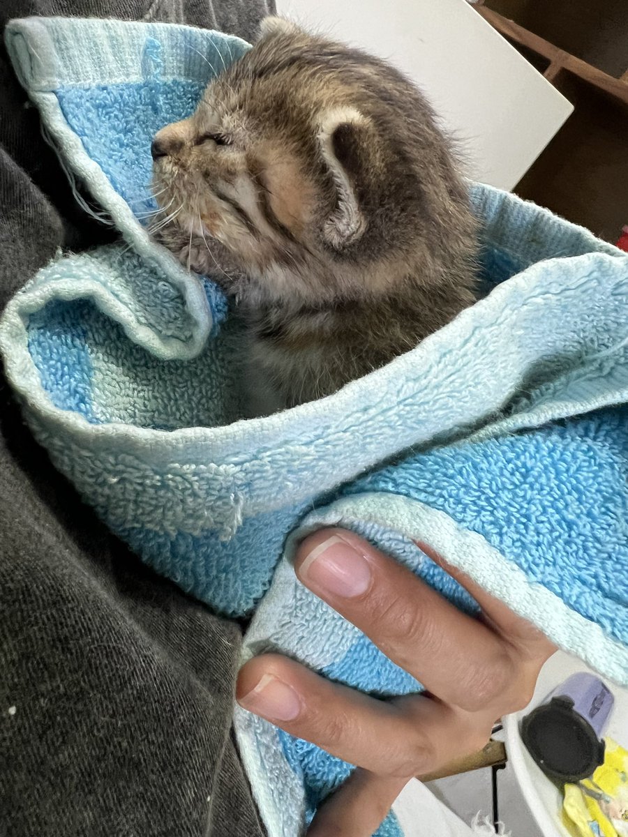 ねきと Nekito de Michigan 🏳️🌈🏳️⚧️ 🍉 tweet media