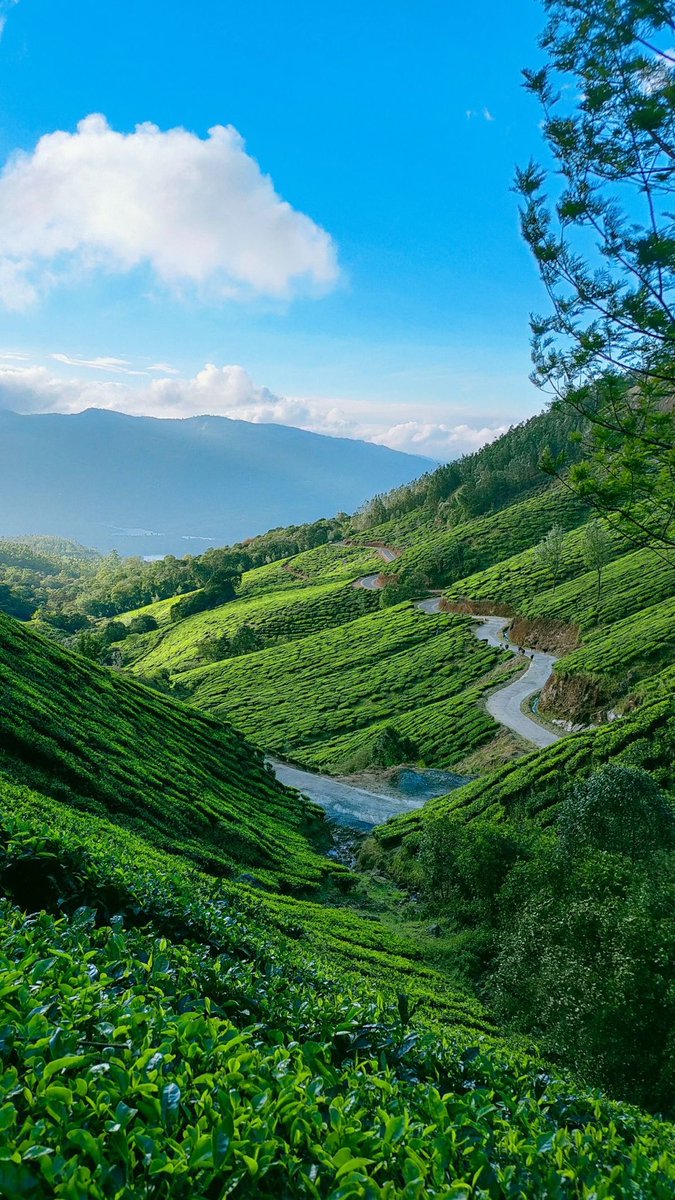 Munnar tea plantations
India 🇮🇳