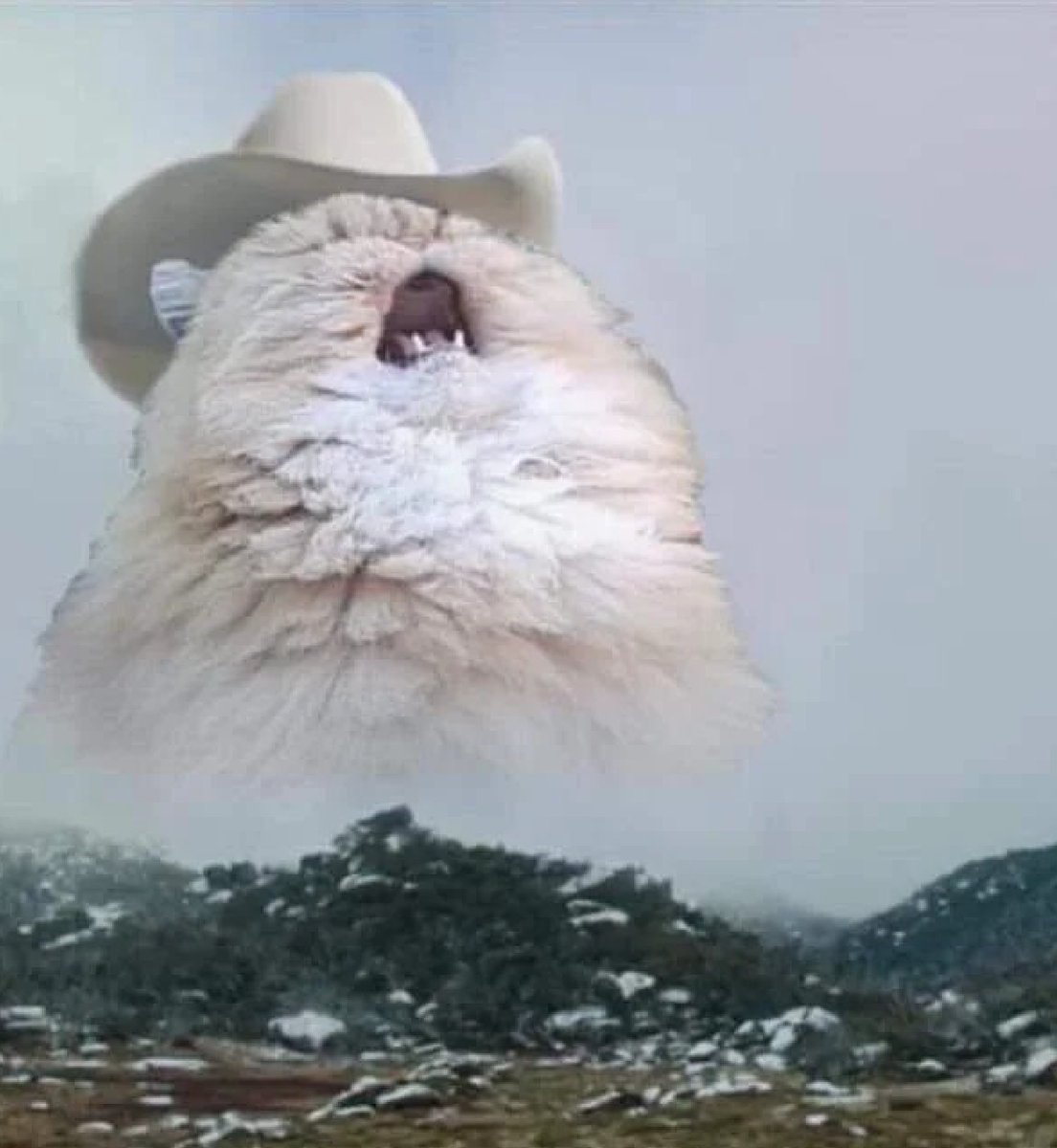 steely ric tweet media