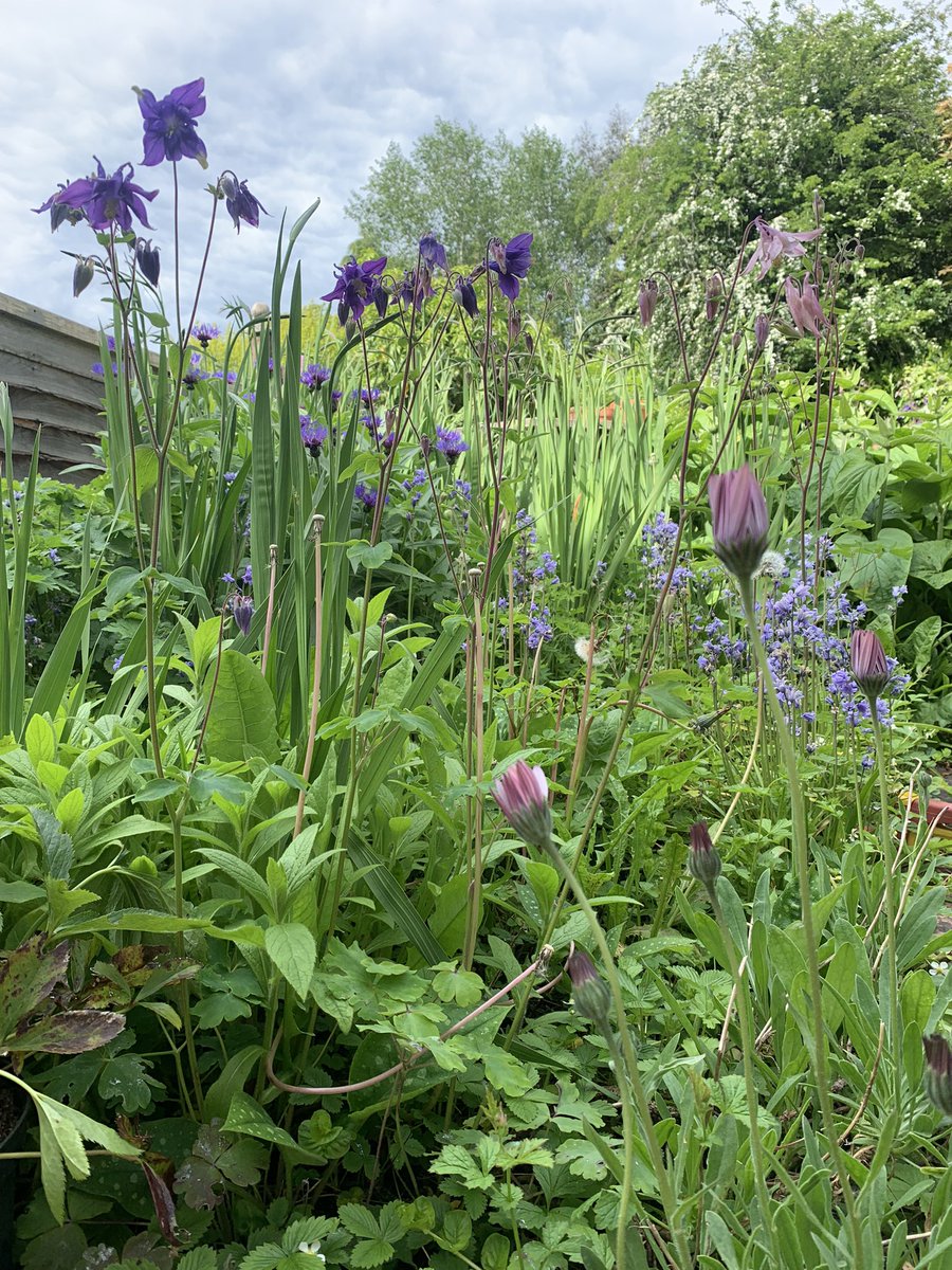 Enjoying this lovely garden and the sunshine while waiting for viewers ☀️ 🏡 🌸 

#estateagent #garden #gardens #sun #sunshine #HappyWednesday #leicestershire