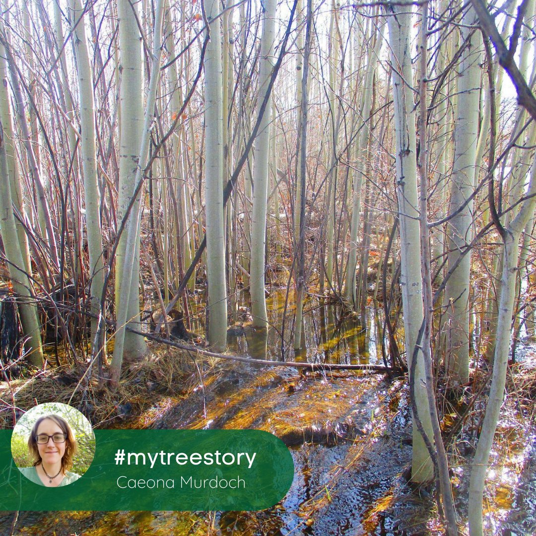 EcoTreeMe's tweet image. Every #tree has a story, this is Caeona&apos;s:

&quot;One of the most magical places I have ever had the honor to explore was high up on a mountainside in the Okanagan Valley. The fire had burned the mountain in 2003, and it had only begun to regrow in the last decade.&quot;

#mytreestory