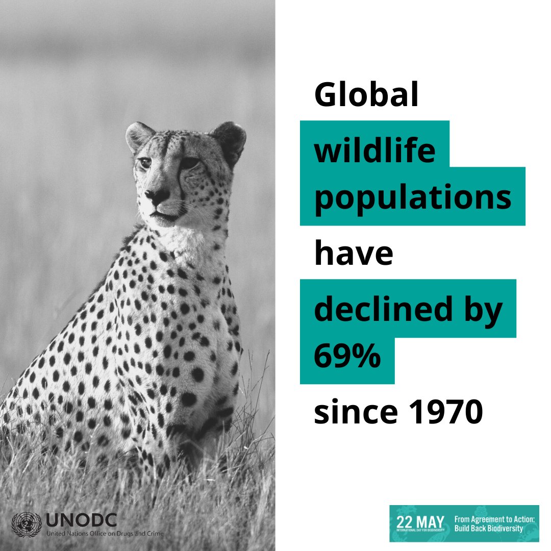 Nearly every country in the world plays a role in the illicit wildlife trade.

This has significant environmental impacts, contributing to the global extinction crisis and loss of #biodiversity.

We must #EndWildlifeCrime to #BuildBackBiodiversity.