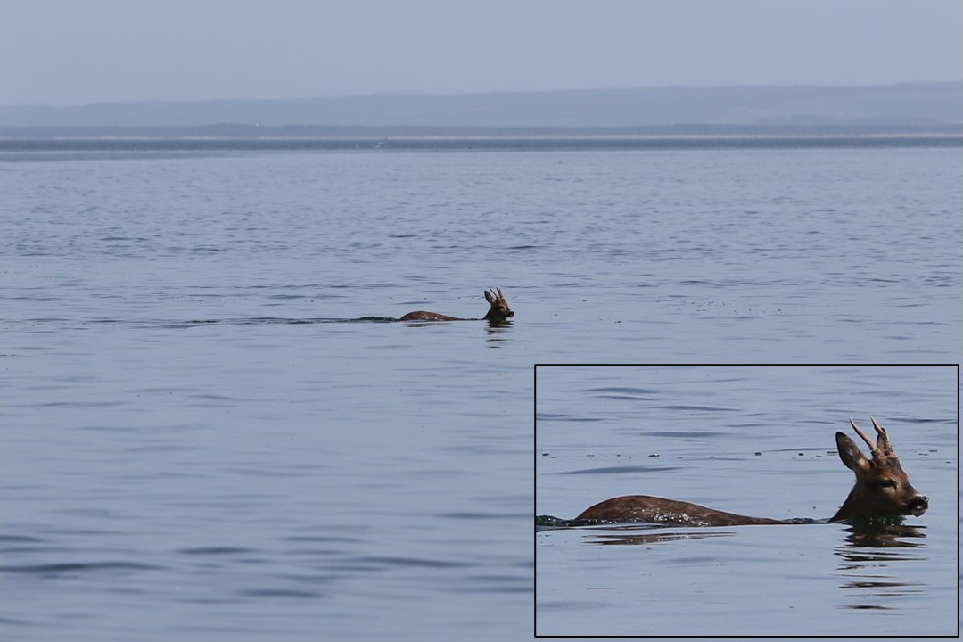 It’s a dolphin 🐬…… It’s a porpoise…… No, it’s a roebuck 🦌! Got to be our most unusual encounter in &gt;30 years of bottlenose dolphin photo-ID surveys 😲
