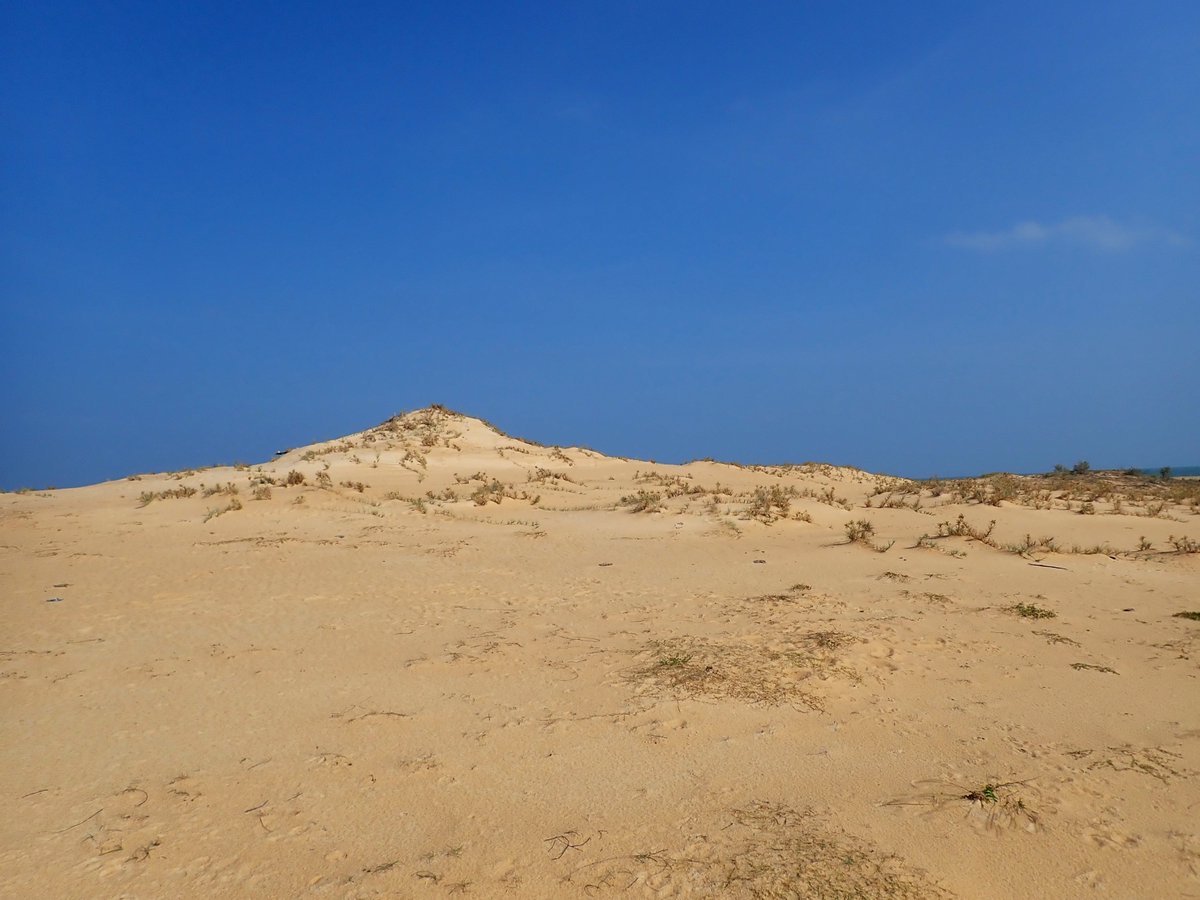 SusanthaUdageda's tweet photo. Sand dunes range in size from ridges less than 1m in height and width to massive dune fields that extend inland for many kilometers. Primary dunes are composed of sand blown directly from the beach. https://t.co/djf202EXv7