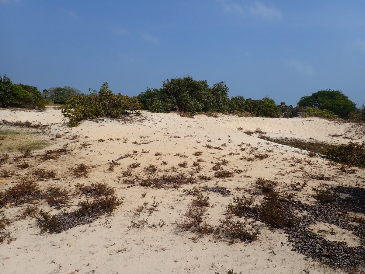 SusanthaUdageda's tweet photo. Sand dunes range in size from ridges less than 1m in height and width to massive dune fields that extend inland for many kilometers. Primary dunes are composed of sand blown directly from the beach. https://t.co/djf202EXv7