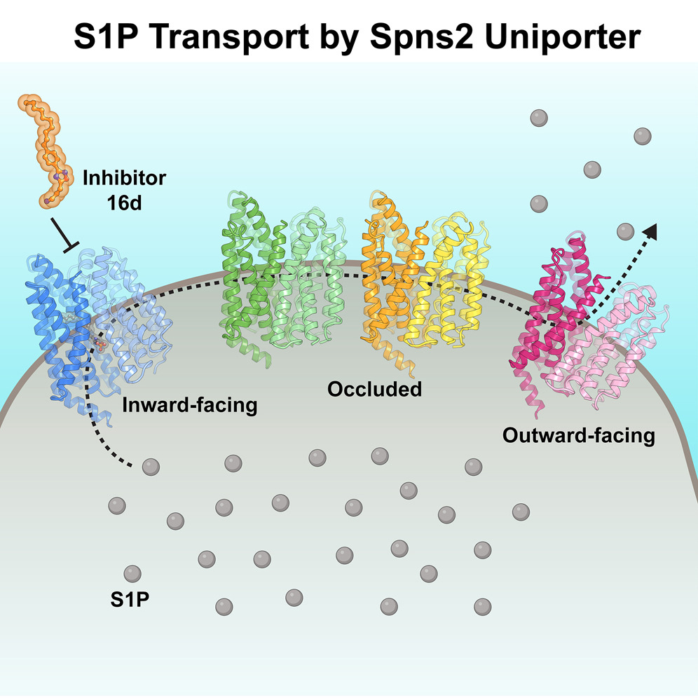 MedChemExpress's tweet photo. #Cell: #Spns2 exports #S1P via facilitated diffusion. Moreover, Spns2 inhibitor 16d attenuates the transport activity by locking Spns2 in the inward-facing state. This provides a new perspective for us to develop advanced Spns2 inhibitors.
https://t.co/CVHJtKARf7
#drugdiscovery https://t.co/QLTZpiKezt