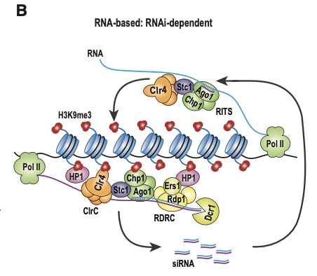 Interpreting gene expression and epigenetic data requires understanding heterochromatin assembly, regulatory mechanisms that can silence gene expression in wider chromosomal regions, and when those mechanisms are blocked, we can observe activation of gene expression.  Shiv Greval