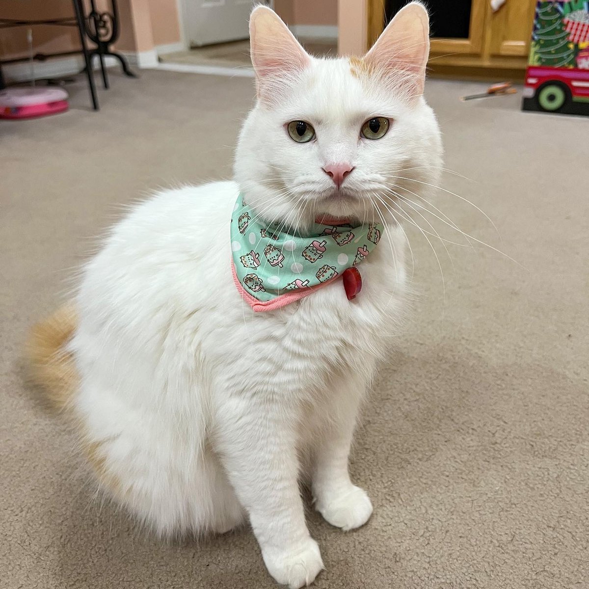 pusheenbox's tweet photo. We love seeing your fuzzy friend's using our Cat Kit accessories! 😻⁠ Tag @pusheenbox and use the hashtag #PusheenBox on your pics for a chance to be featured on our page! 

📸 @ megs_pusheens https://t.co/yq9tgnvNxH