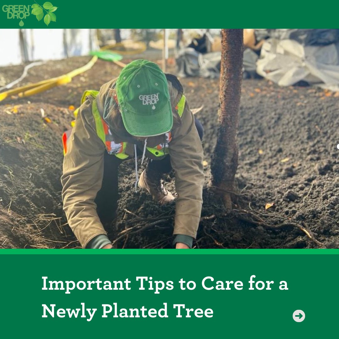 GreenDropTrees's tweet photo. With Arbor Day coming up, we thought we would give some tips on caring for a newly planted tree!
Happy Planting! 🌳 Learn more: https://t.co/PQy5oqpuj1
#GreenDropTreeCare #TreeLovers #TreePlantingTips #TeamGreen #TreeCare #ArborDay https://t.co/yUFEY5Bcww