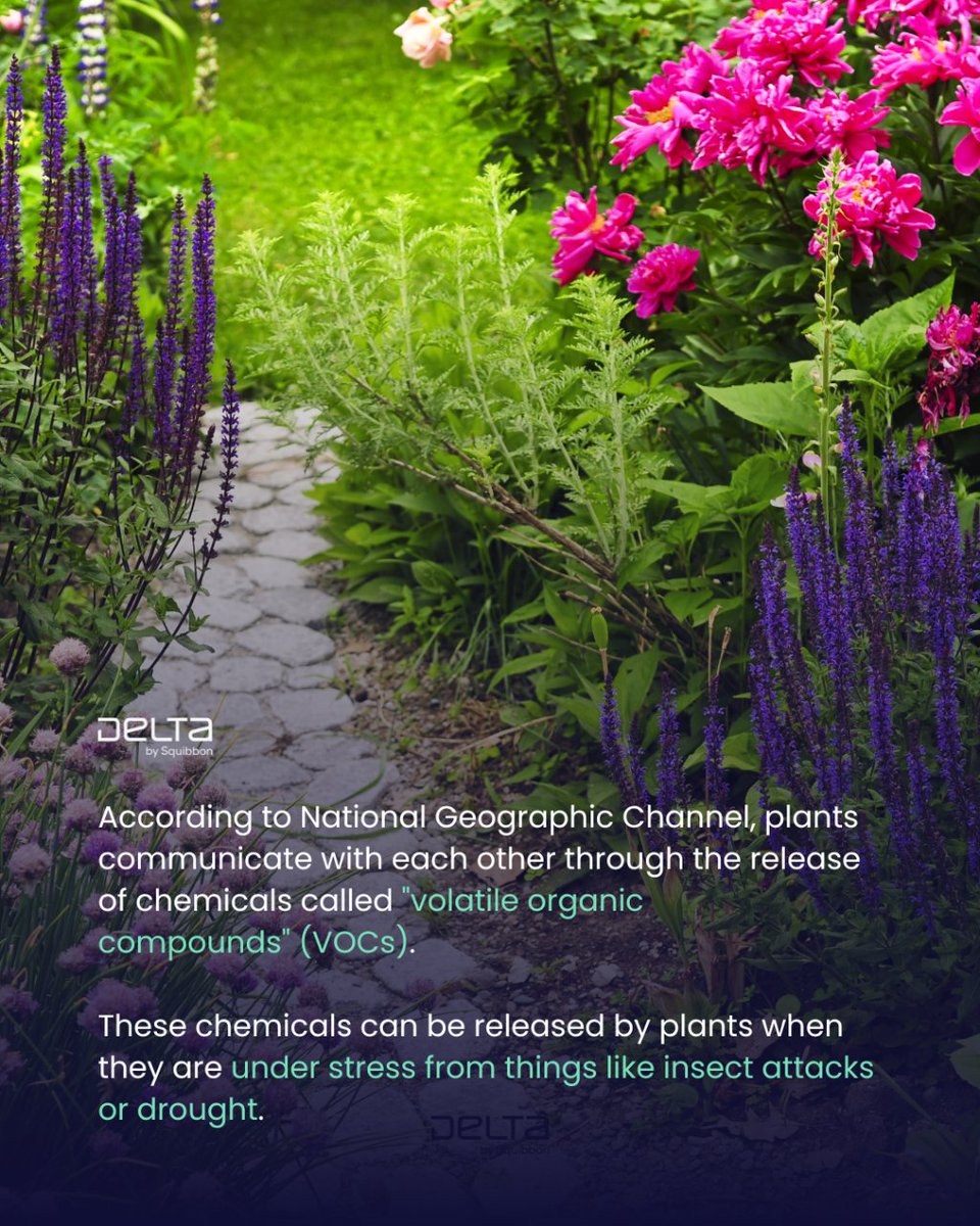 Squibbon_'s tweet photo. All living things can communicate and serve a purpose in the natural world. Delta's mission is to promote harmony between humans, wildlife, and other species by increasing understanding of the natural world.

#squibbon #deltabysquibbon #squibbondelta #gardening #plants https://t.co/jg9WqbqyyA