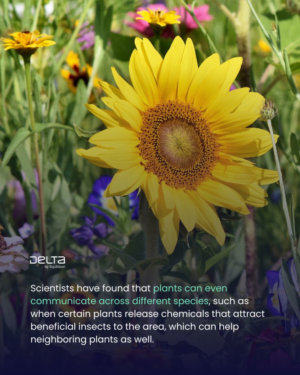 Squibbon_'s tweet photo. All living things can communicate and serve a purpose in the natural world. Delta's mission is to promote harmony between humans, wildlife, and other species by increasing understanding of the natural world.

#squibbon #deltabysquibbon #squibbondelta #gardening #plants https://t.co/jg9WqbqyyA