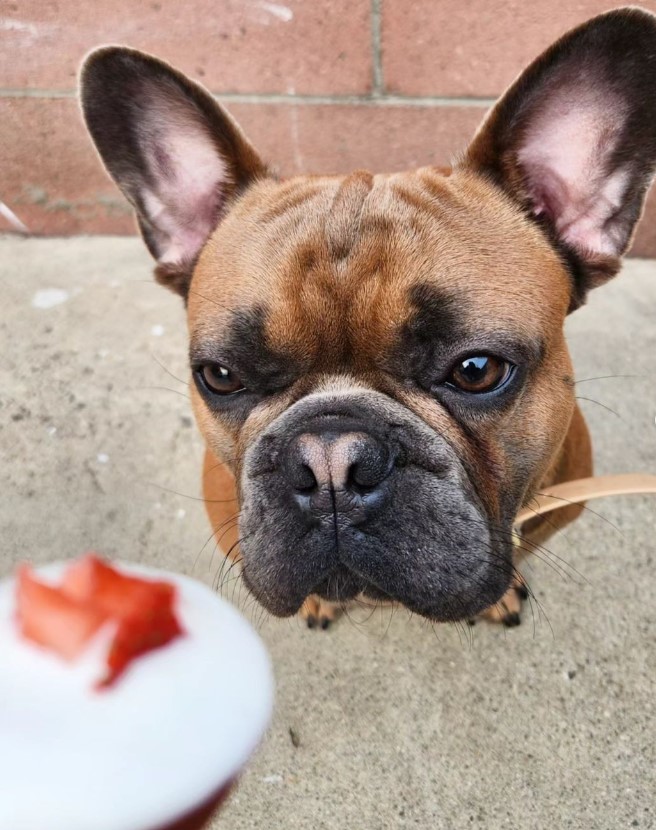 🧁💖 Mom surprised me with homemade cupcakes using Puppy Cake Red Velvet cake mix! They were incredibly soft and oh-so-delicious! 🥰🐾 Who says pups can't have their own special treats? 💕
 
#puppycakellc #cakefordogs #dogcakemix #dogbirthdaycakekit #birthdaycakefordogs